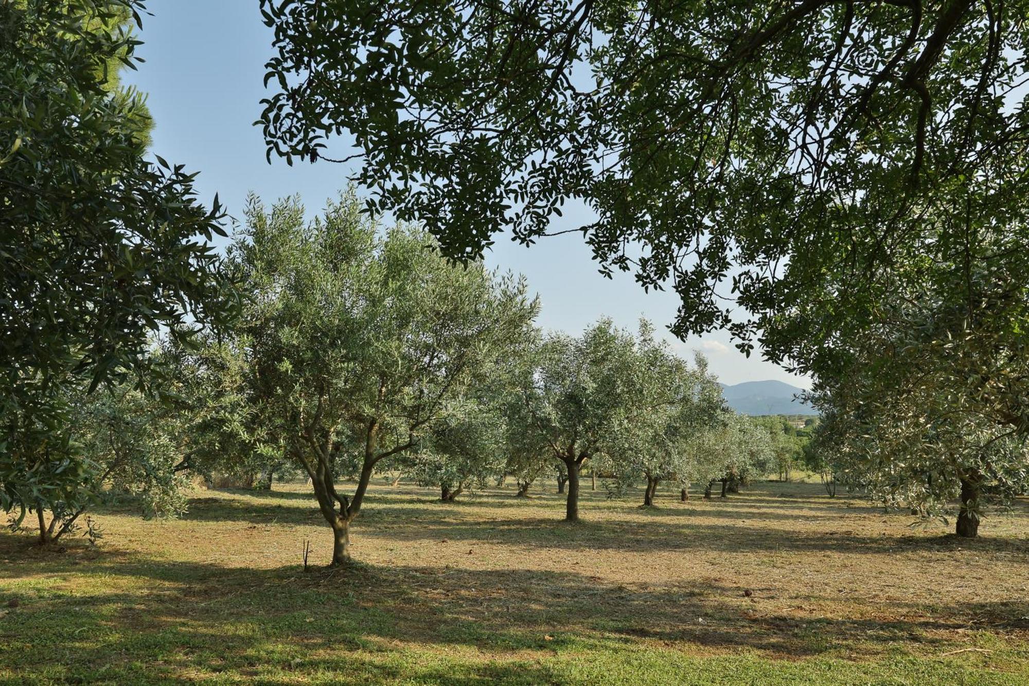 Οlives And Vines All Seasons Villa Litochoro Exteriér fotografie